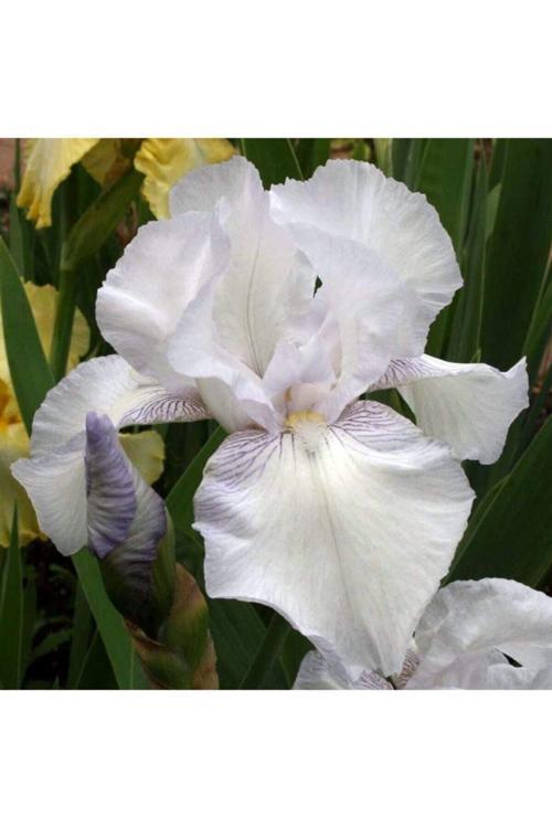 2 Adet Soft Beyaz Renkli Iris (Süsen) Çiçeği Soğanı