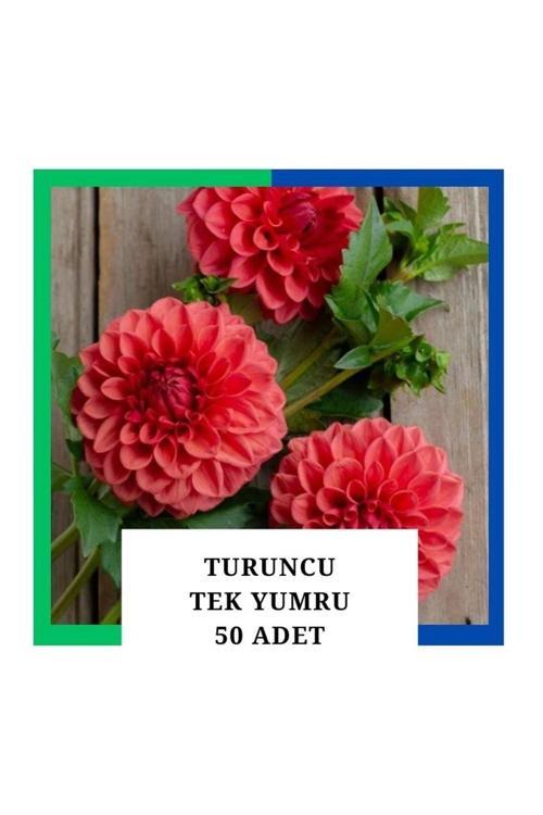 Yıldız Çiçeği (Dahlia) Soğanı/Yumrusu - Turuncu 1 Yumru (50 Adet)