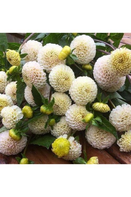 1 Adet Beyaz Ponpon Yıldız (Dahlia) Çiçek Soğanı