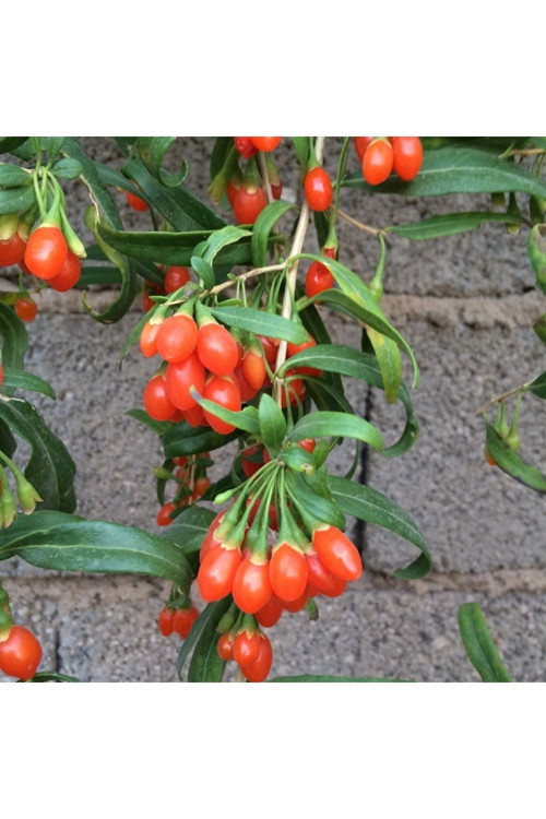 10 Adet Princess Tao Goji Berry Kurt Üzümü Fidanı