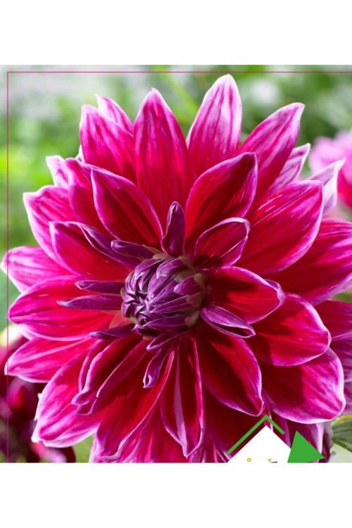 30 Adet Yıldız Çiçeği (Dahlia) Çiçek Tohumu