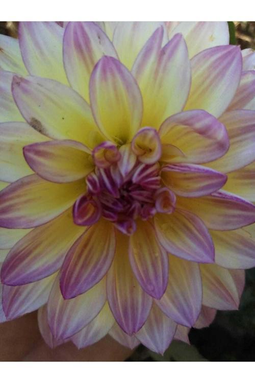 15 Adet Karışık Renk Yıldız (Dahlia) Çiçek Soğanı...