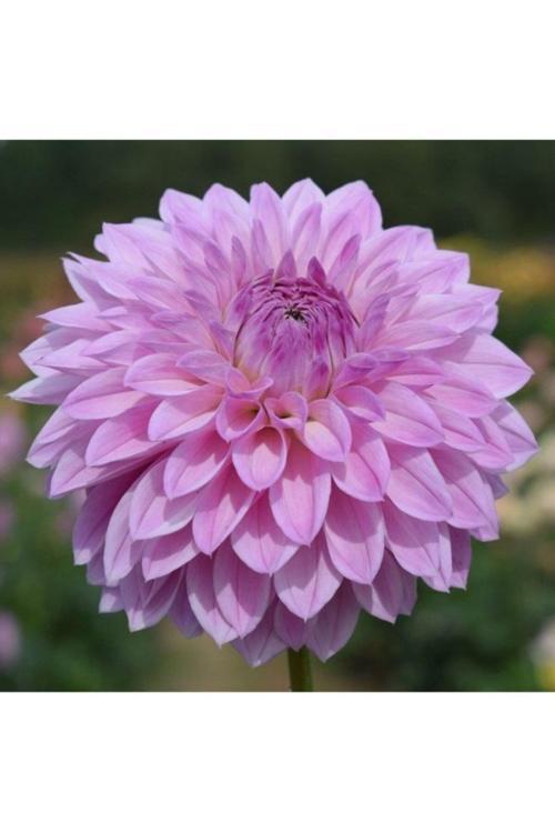 1 Adet Lila Renk Yıldız (Dahlia) Çiçek Soğanı