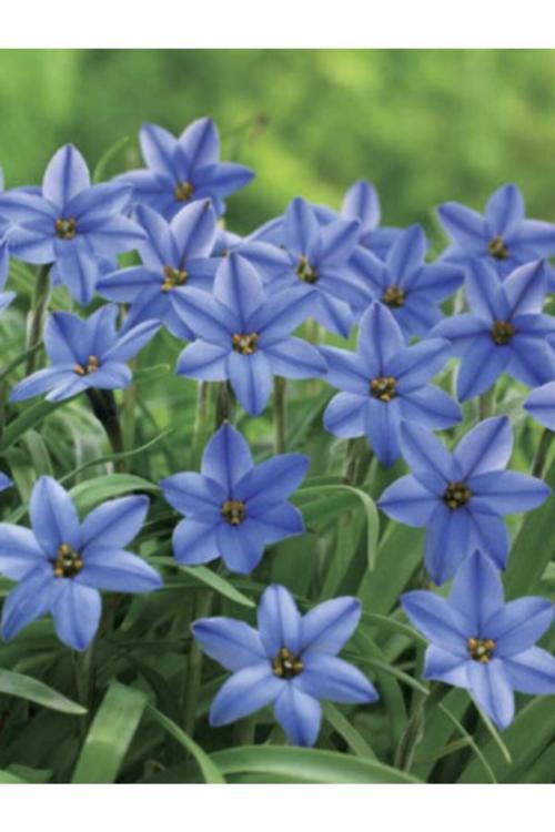 3 Adet Soft Mavi Renk Ipheion Uniflorum Jessie Bahar Yıldızı Çiçeği Soğanı