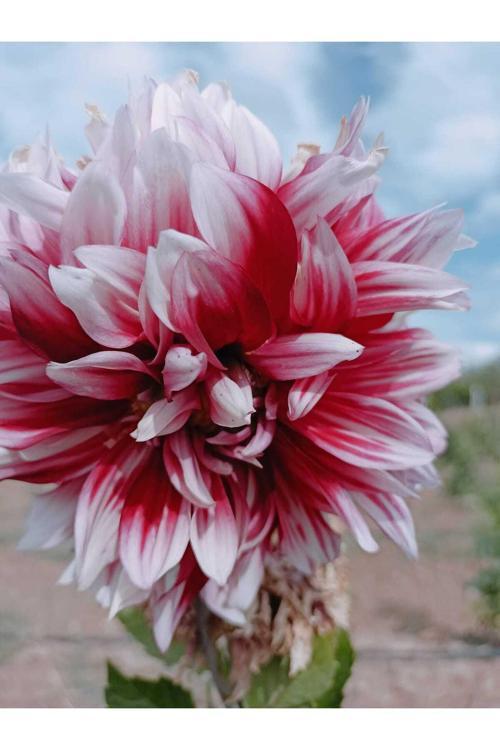 60 Adet Karık Renk Yıldız Dahlia Çiçeği Yumrusu Soğanı.Yeni Mahsul..