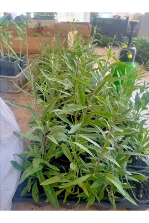 3 Adet Goji Berry Fidanı ( Siyah Gojiberry ) Nadir Bulunan Cins Tüplü Aşılı ..12 Aydikim .