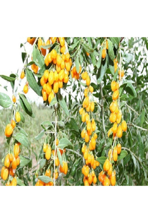 12 Adet Goji Berry Fidanı ( Sarı Renk ) Tombul Meyve 9 Luk Saksıda Aşılı 12 Ay Dikim Yapılabilir