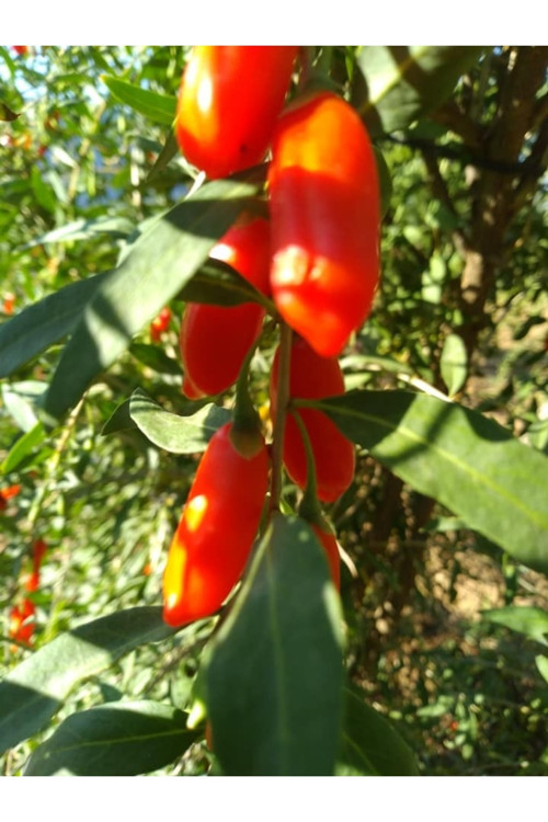 Gojiberry Fidanı (Nq7 ) Tüplü Aşılı 12 Ay Dikim.............