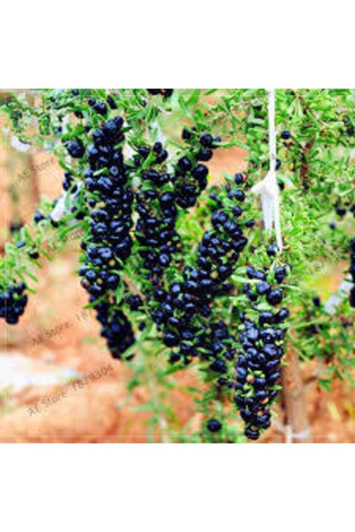 2 Adet Goji Berry Fidanı ( Siyah Renk ) Tombul Meyve Tüplü 1 Yaş 12 Ay Dikebilirsiniz....