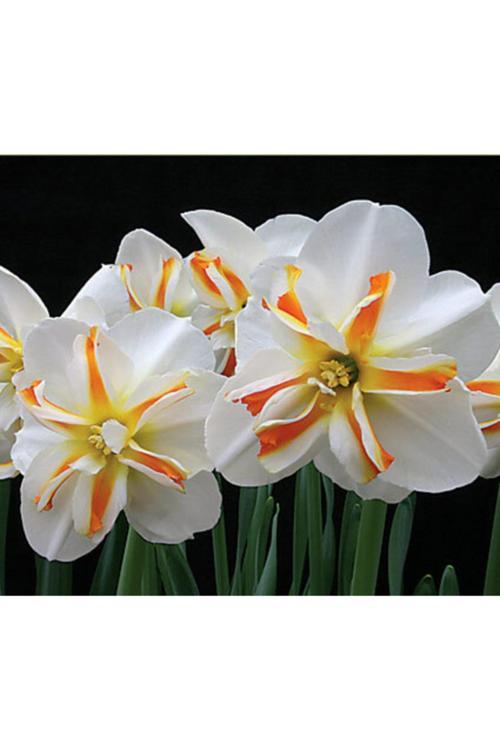 Nadir Nergis Çiçeği Soğanı Kokulu 4 Adet