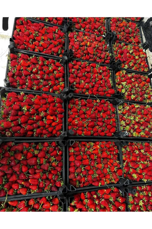20 Adet ( Aramos ) Çilek Fidanı Açık Kök