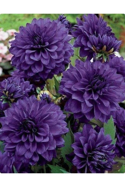 1 Adet Lacivert Kaktüs Yıldız (Dahlia) Çiçek Soğanı