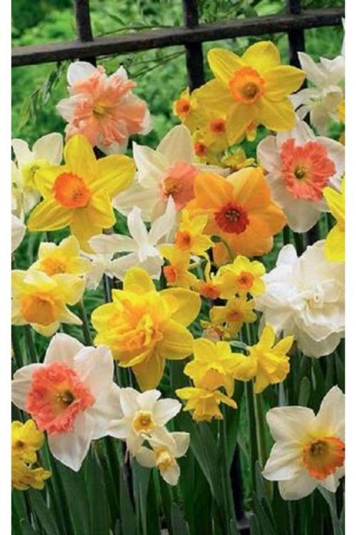 6 Adet Karışık Nergis Çiçeği Soğanı