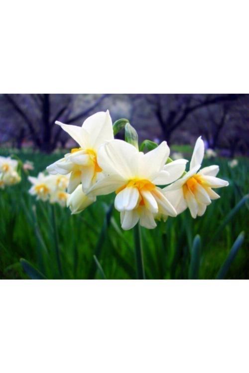4 Adet Beyaz-Sarı Renkli Nergis Çiçeği Soğanı