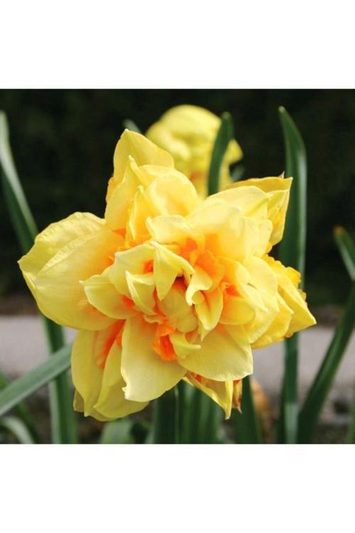 4 Adet Sarı Renkli Katlı Nergis Çiçeği Soğanı Kokulu
