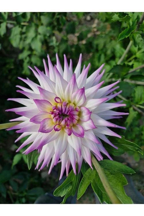 60 Adet Karık Renk Yıldız Dahlia Çiçeği Yumrusu Soğanı.Yeni Mahsul..