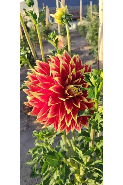 Kırmızı Sarı Dahlia Yıldız Çiçeği Soğanı Yumrusu
