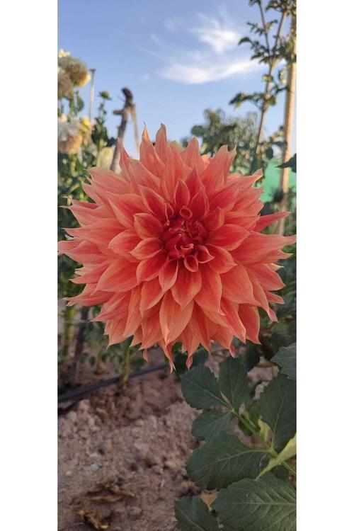 Turuncu Yıldız Dahlia Çiçeği Yumrusu Soğanı.Yeni Mahsul