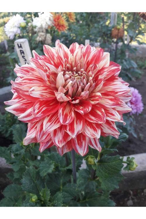 10 Adet Dev Yıldız Dahlia Yumrusu Soğanı Karık Renk...