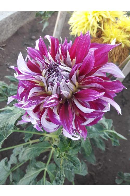 Dev Çiçekli Arica Dahlia Yıldız Çiçeği Yumrusu 1 Adet