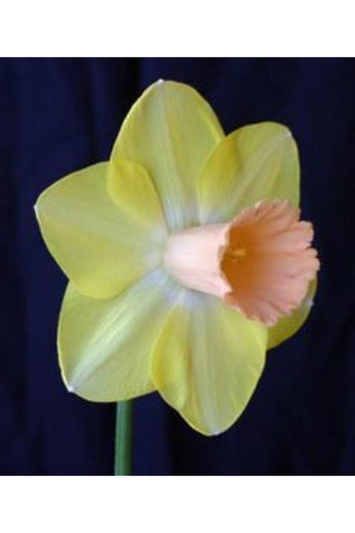 6 Adet Soft Sarı Pudra Renkli Nergis Çiçeği Soğanı