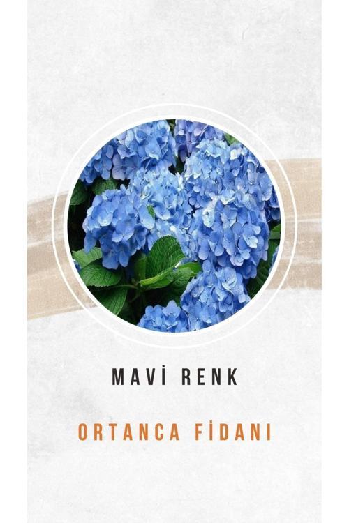 Mavi Ortanca Çiçeği Fidanı Tüplü