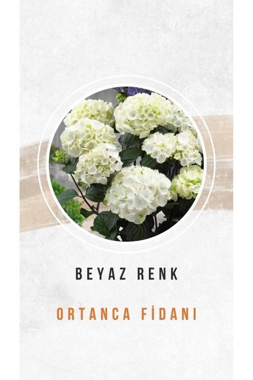 10 Adet Beyaz Ortanca Çiçeği Fidanı Tüplü