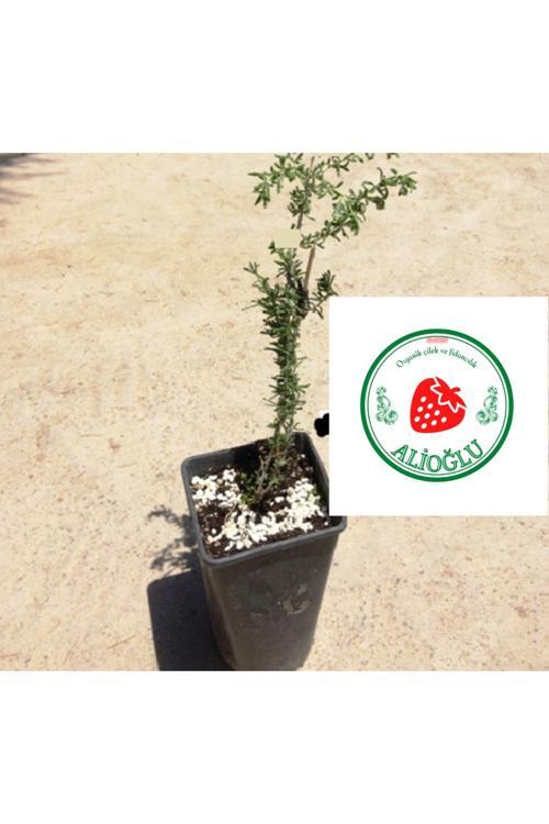 7 Adet Siyah Renkli Goji Berry Fidanı
