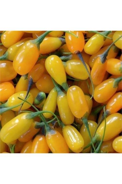 Saksıda Jumbo Iri Taneli Sarı Gojiberry Fidanı