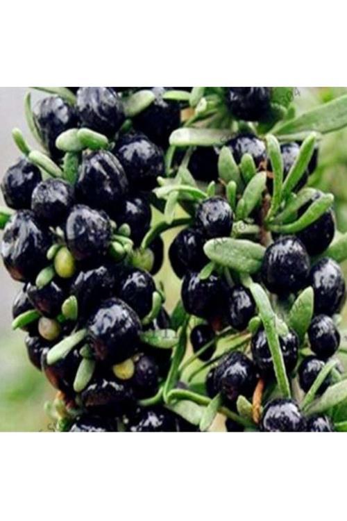 12 Adet Gojiberry Fidanı Karışık ( Sarı Siyah Kırmızı ) Tüplü Aşılı 12 Ay Dikim..........