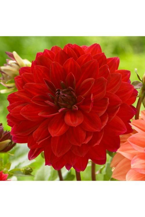 Kan Kırmızısı Dahlia Yıldız Çiçegi Soganı (2 Adet)