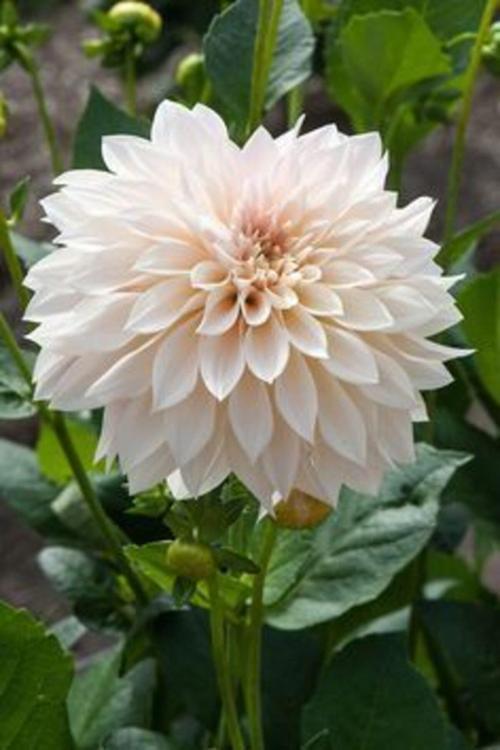 1 Adet Beyaz Kaktüs Yıldız (Dahlia) Çiçek Soğanı