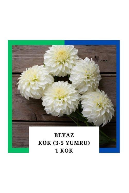 Yıldız Çiçeği (Dahlia) Soğanı/Yumrusu - Beyaz 4-5 Yumru 1 Adet