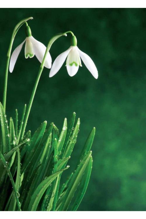 Kardelen Çiçeği Soğanı 50Adet (Kardelen Soğanı)