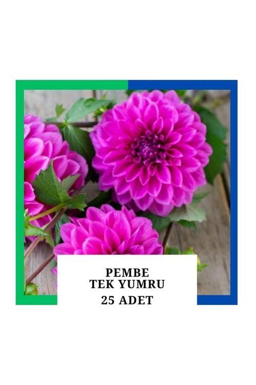 Yıldız Çiçeği (Dahlia) Soğanı/Yumrusu - Pembe 1 Yumru (25 Adet)
