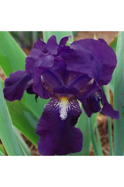 2 Adet Lacivert Iris (Süsen) Çiçeği Soğanı