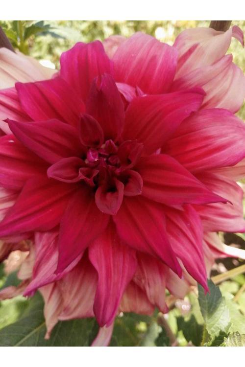 Dev Çiçekli Dentelle D Forestier Dahlia Yıldız Çiçeği Soğanı
