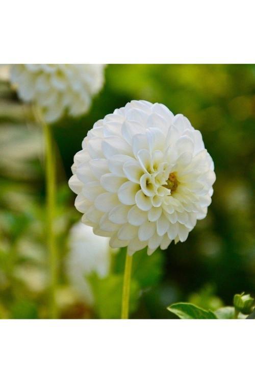 Kar Beyazı Dahlia Yıldız Çiçegi Soganı ( 2 Adet)