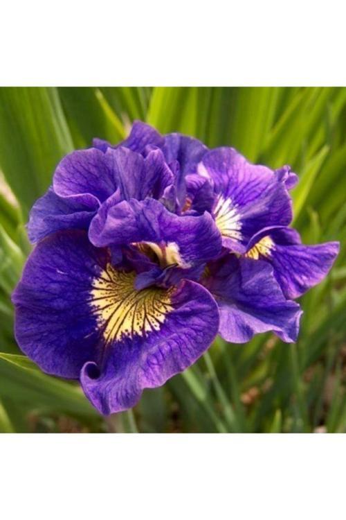 Çift Renk Sarı Damarlı Iris Süsen Çiçegk Soganı