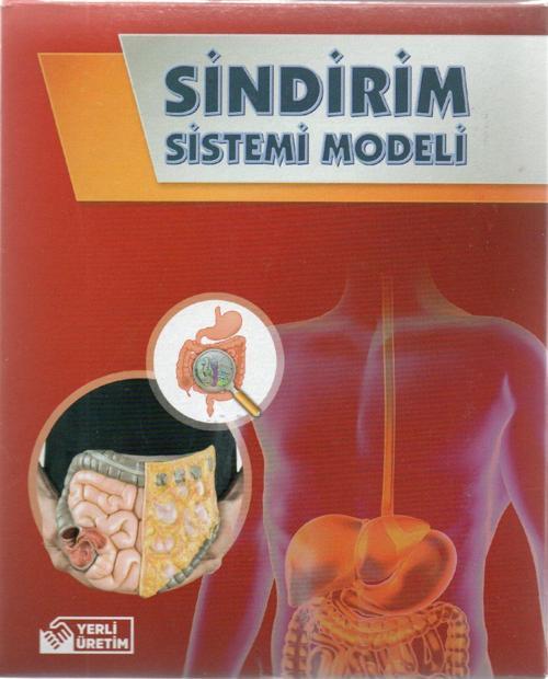 Sindirim Sistemi Modeli Kutulu - 2 adet