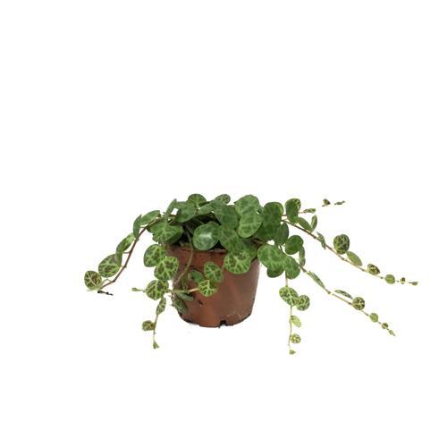 Peperomia Prostrata (Kaplumbağa Kabuğu Çiçeği)