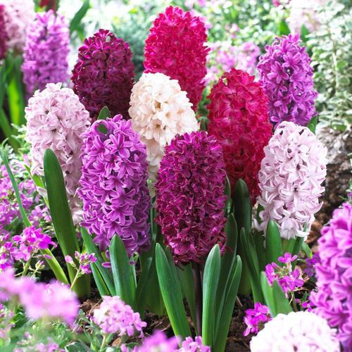 3 ADET SÜMBÜL ÇİÇEĞİ SOĞANI ..KARIŞIK RENK YENİ MAHSUL .ÇİMLENME GARANTİLİ.