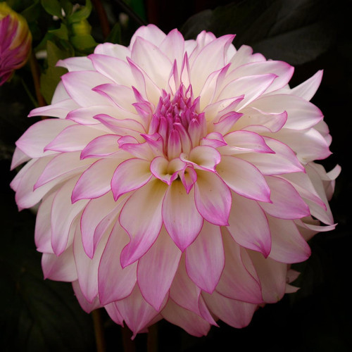 3 adet Kokulu Dev Çiçekli Galaxie Dahlia Yıldız Çiçeği Yumrusu fotodaki rengin aynısı gelir..