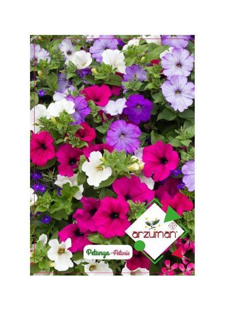 Petunya Çiçeği Tohumu