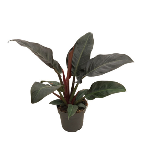 Philodendron 'Imperial Red'