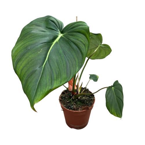 Philodendron 'McDowell'