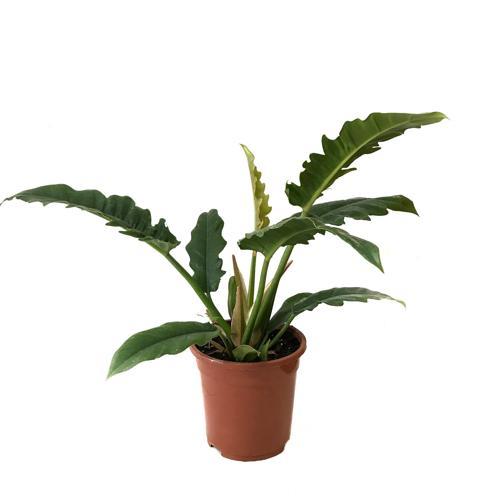 Philodendron 'Narrow Escape'