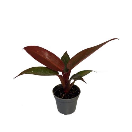 Philodendron 'Red Sun'