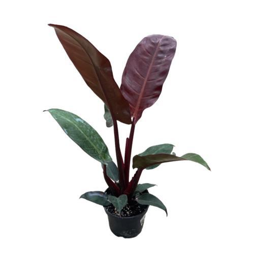 Philodendron 'Red Sun'