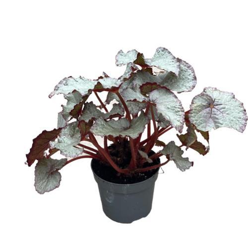Begonia Rex 'Hawaiian Silver' (Begonya Çiçeği)